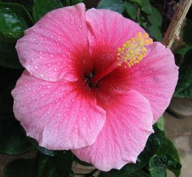 Hibiscus flowers and trees in and around San Juan del Sur Nicaragua – Best Places In The World To Retire – International Living